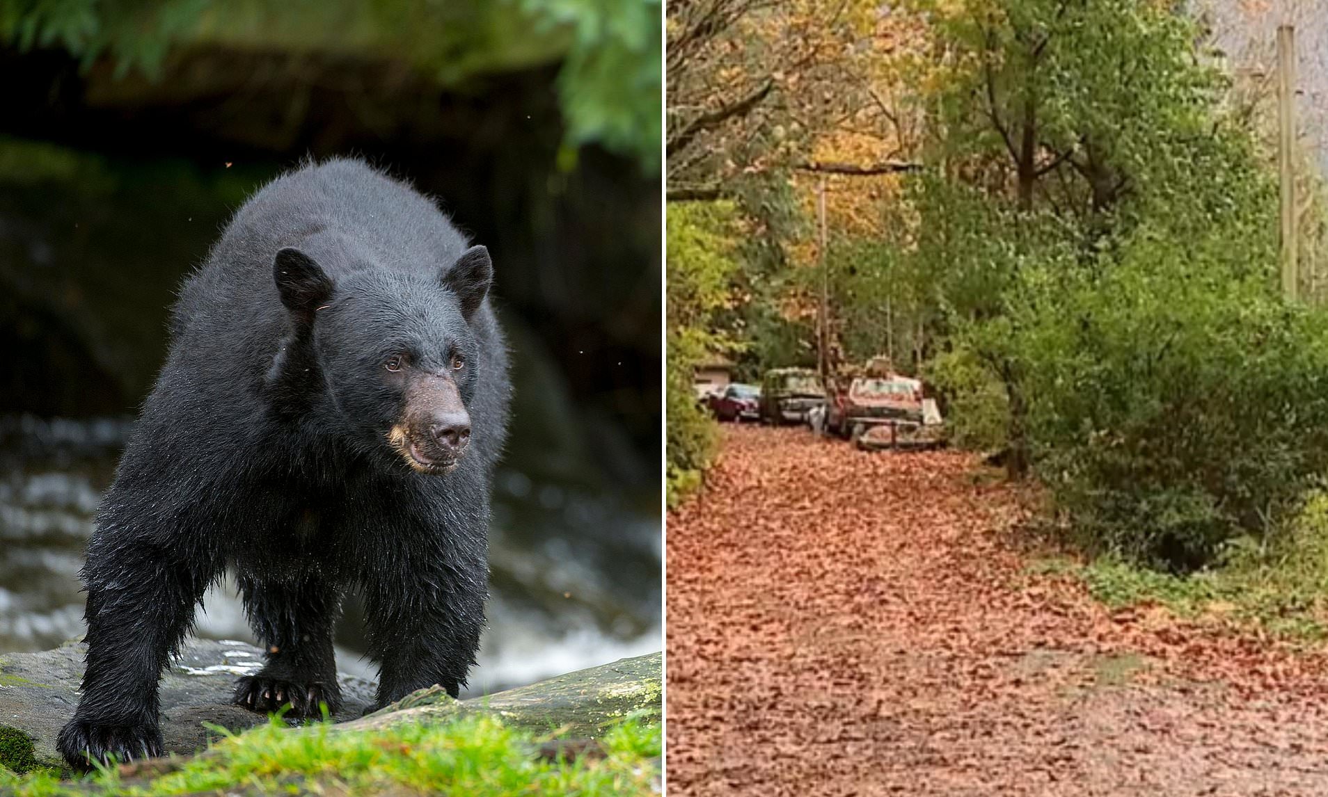 Dog walker badly injured after being pushed to the ground by mother bear that got on top of her