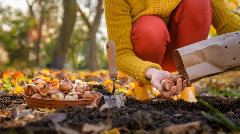 13 bulbs you can plant in October for stunning spring blooms