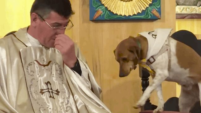 Adorable little dog is a regular at mass