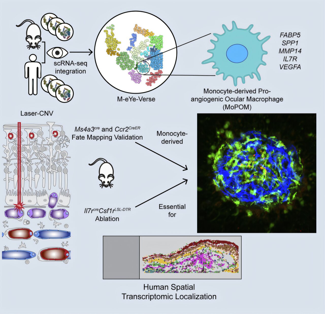 Previously unrecognized immune cells may drive harmful blood vessel ...