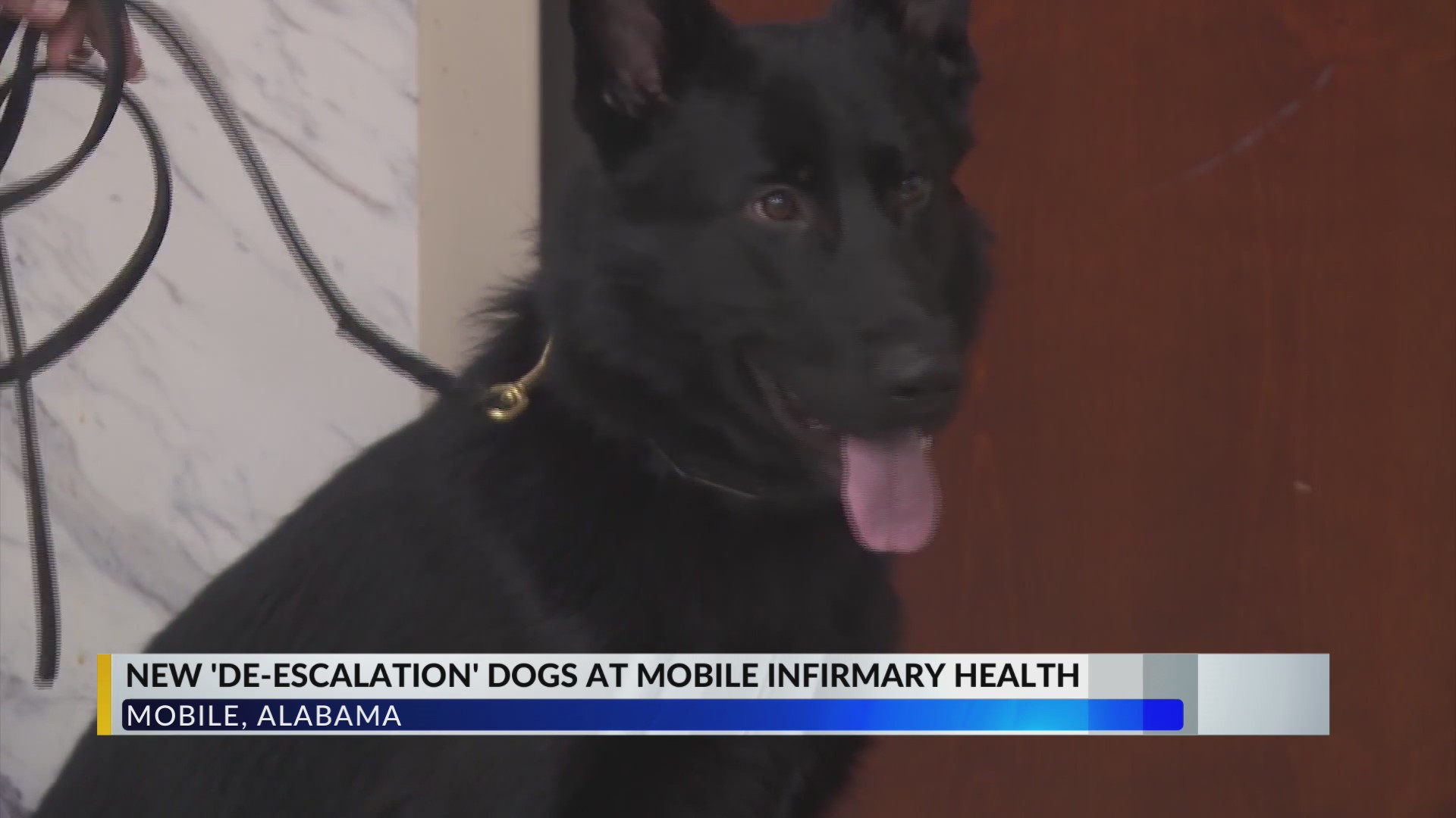 Mobile Infirmary Health introduces three trained canines to boost ...