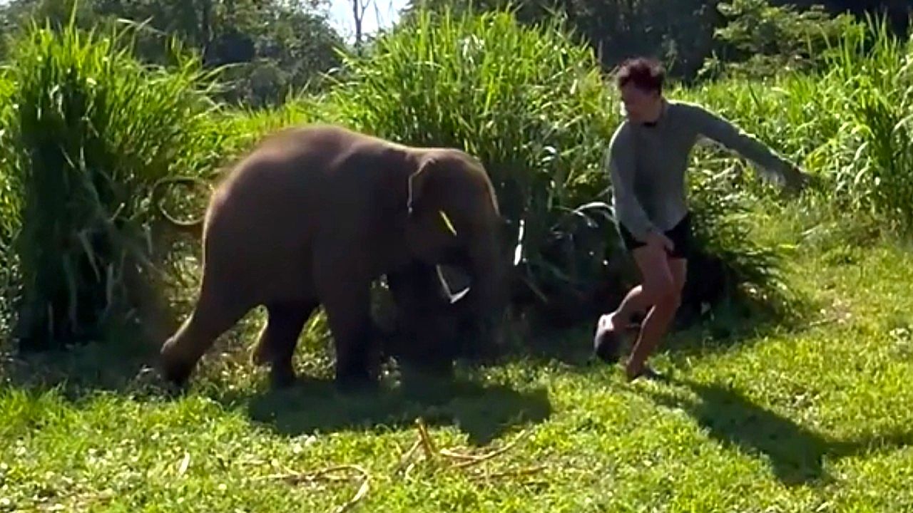 Baby elephant and keeper challenge themselves in hide-and-seek game