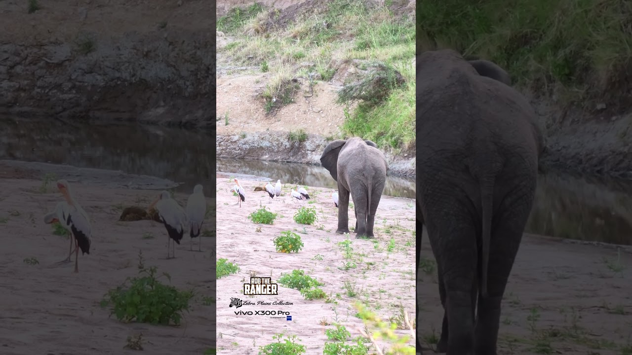 🐘 Elephant upsets storks 🐘