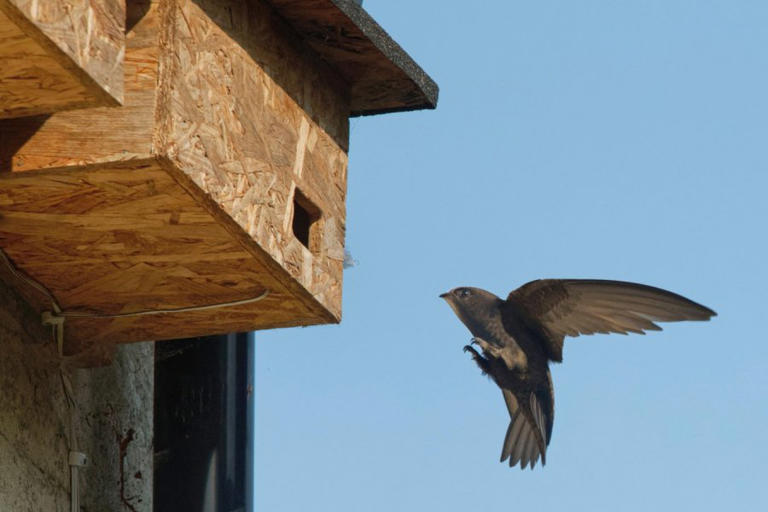Wind turbines have killed 19 million bats in 40 years in the US