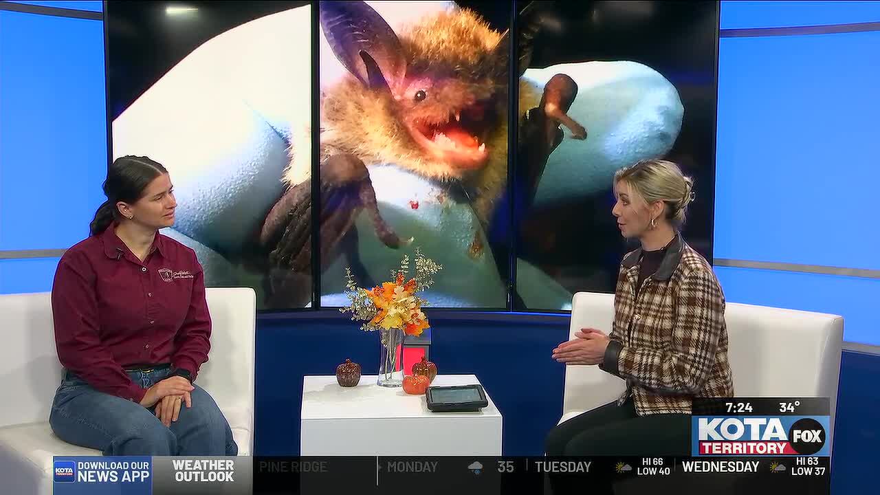 Things get batty: Black Hills celebrates Bat Week