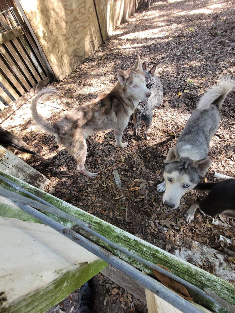 Pet Helpers seeks emergency foster homes for 15 dogs