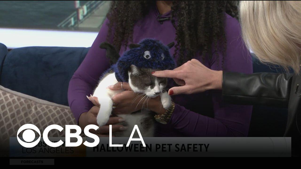 Veterinarian offers Halloween pet safety tips