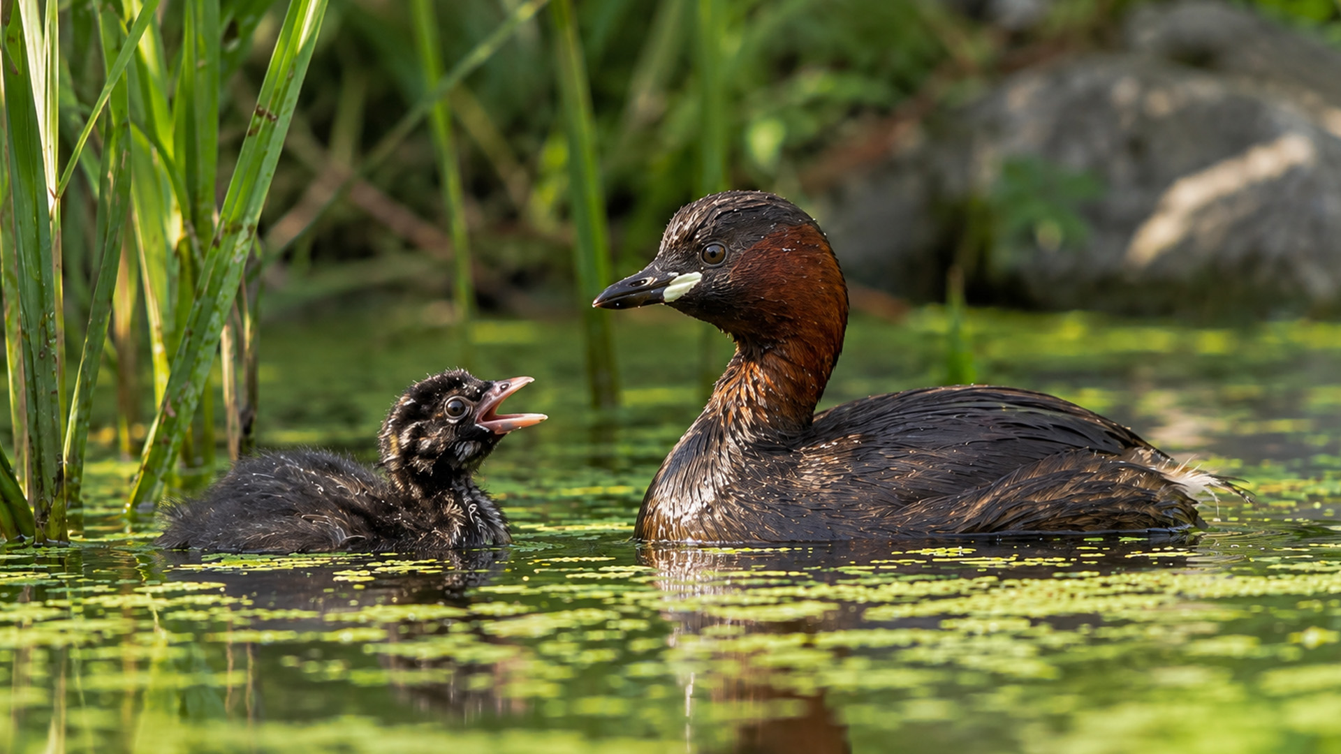 A hidden camera reveals a close exchange between a little grebe and its ...