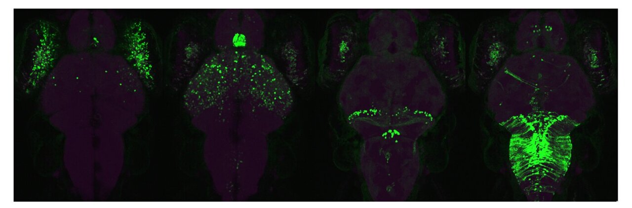 New binary gene expression system enables independent control of ...