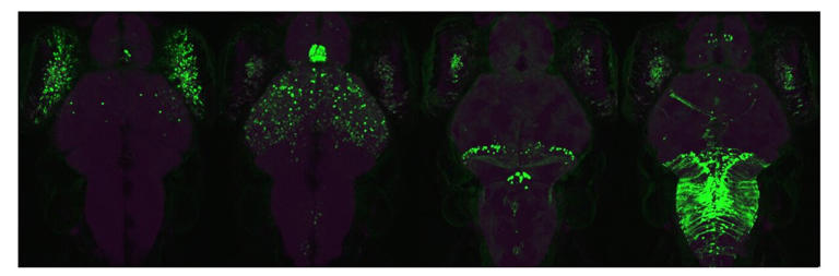 New binary gene expression system enables independent control of ...