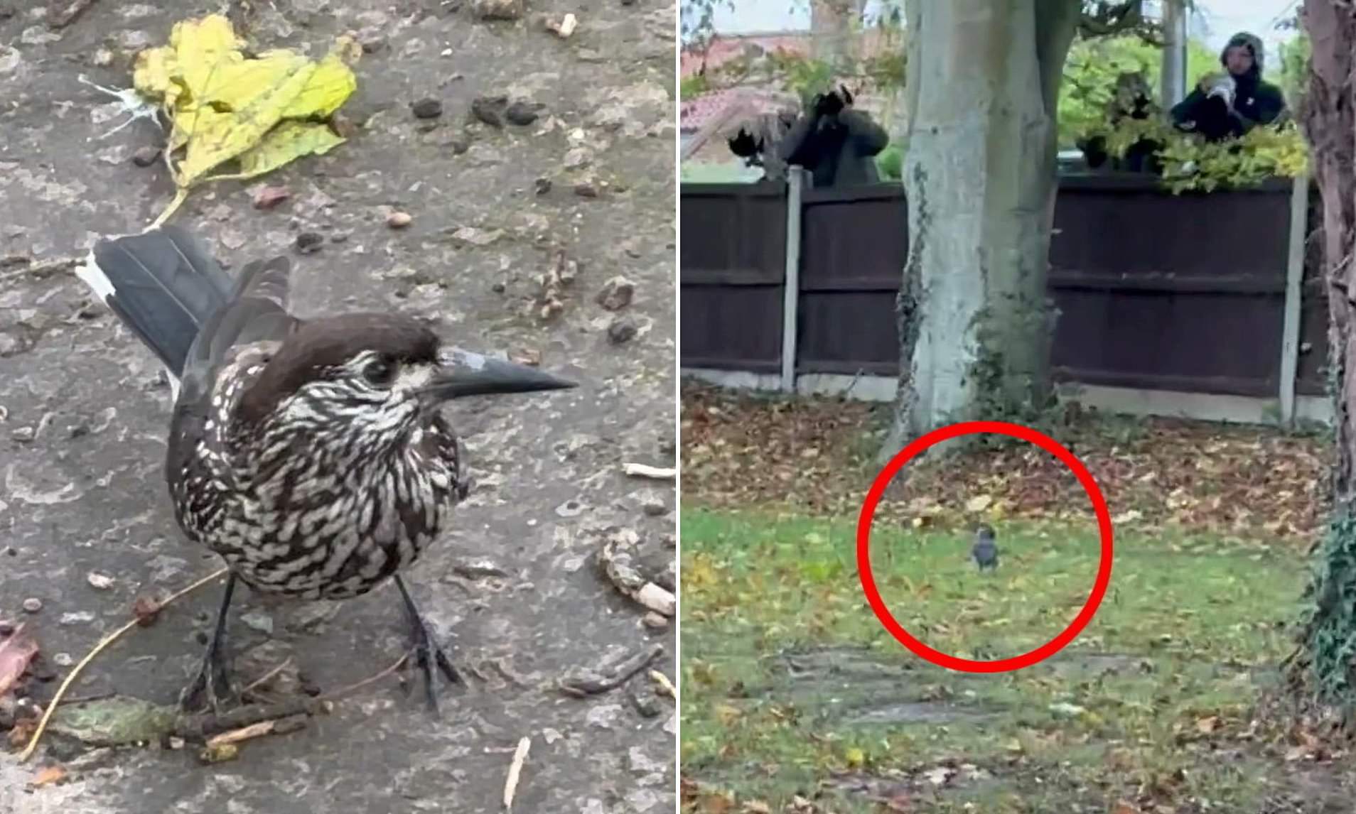Twitchers cause traffic chaos as they flock to village to catch sight ...