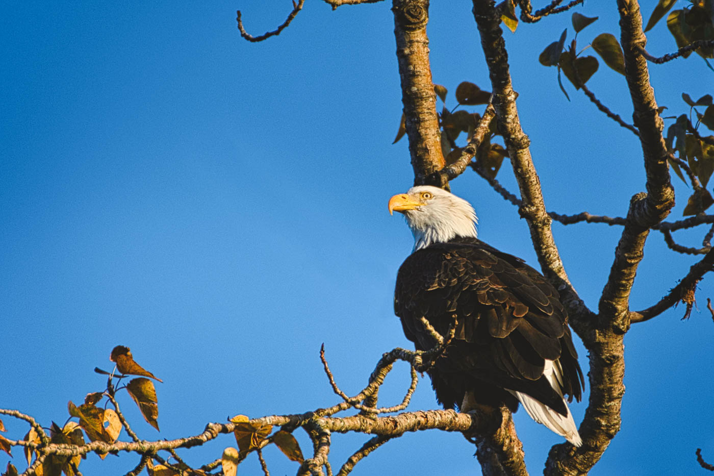 Washington’s bald eagles peak right after Christmas, and the biggest ...