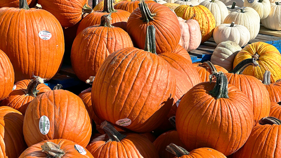 Illinois ranks #1 for producing pumpkins