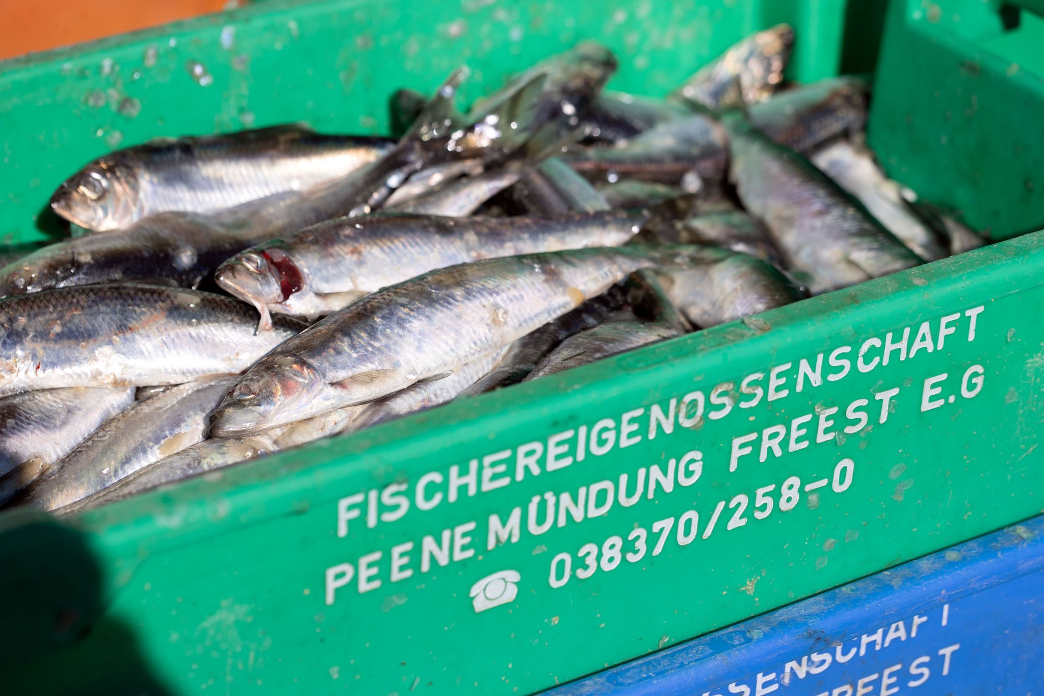 EU agrees to extend exemption for small-scale herring fishing
