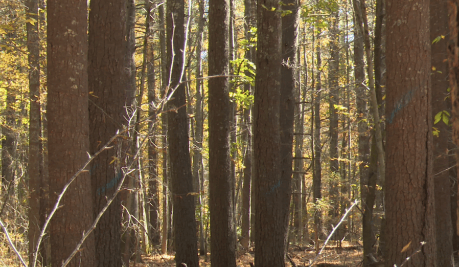 DEM to thin Arcadia Management Area of diseased trees