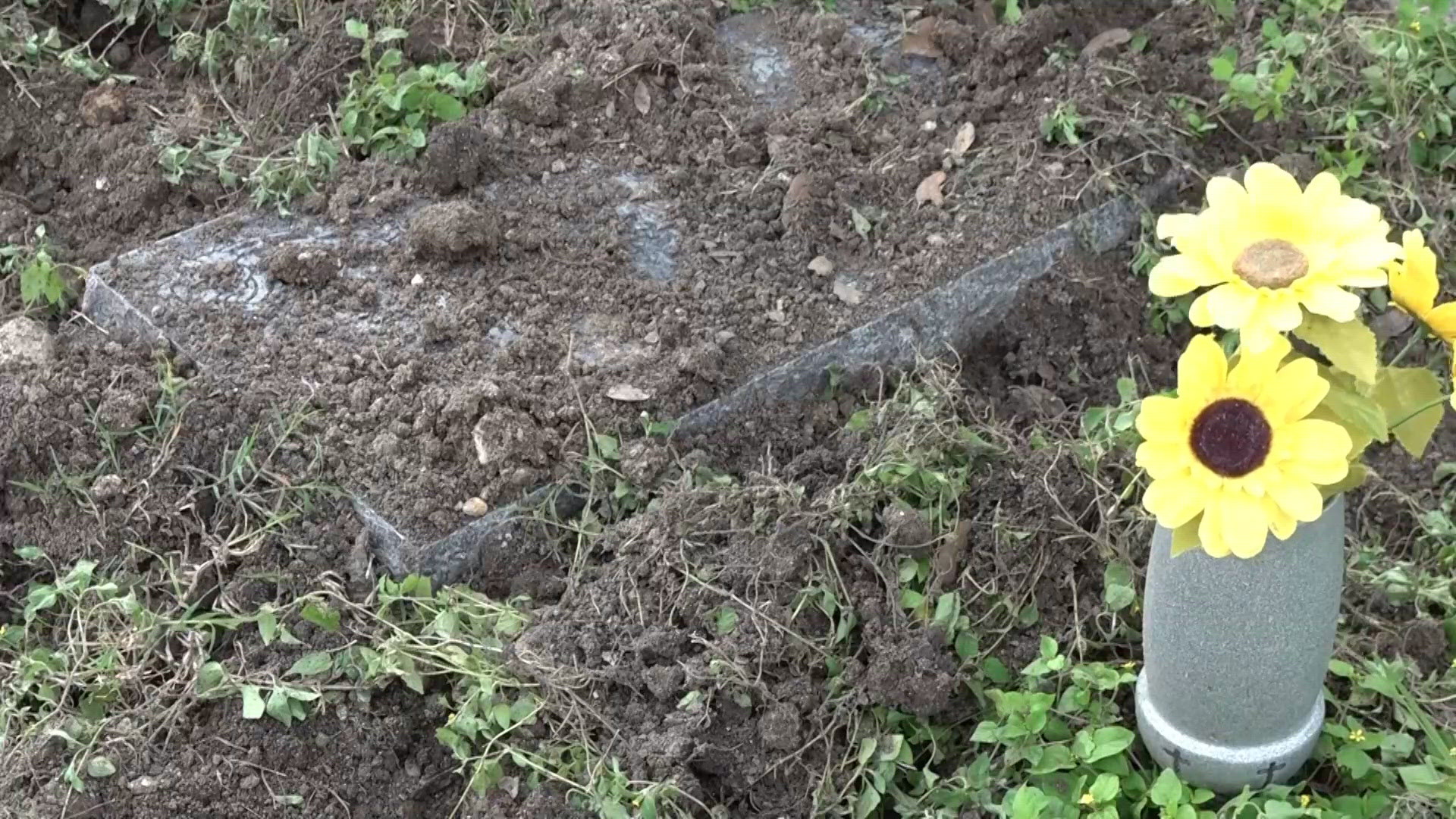 Wild pigs damage gravesites at Mission Cemetery, families say