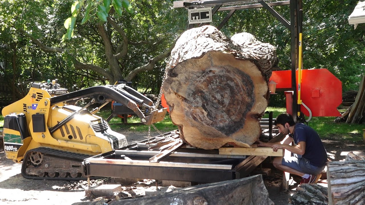Giant maple log with integrated bird feeder