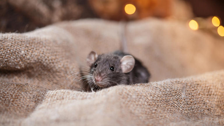 The simple cotton ball trick that may help keep mice away from your home