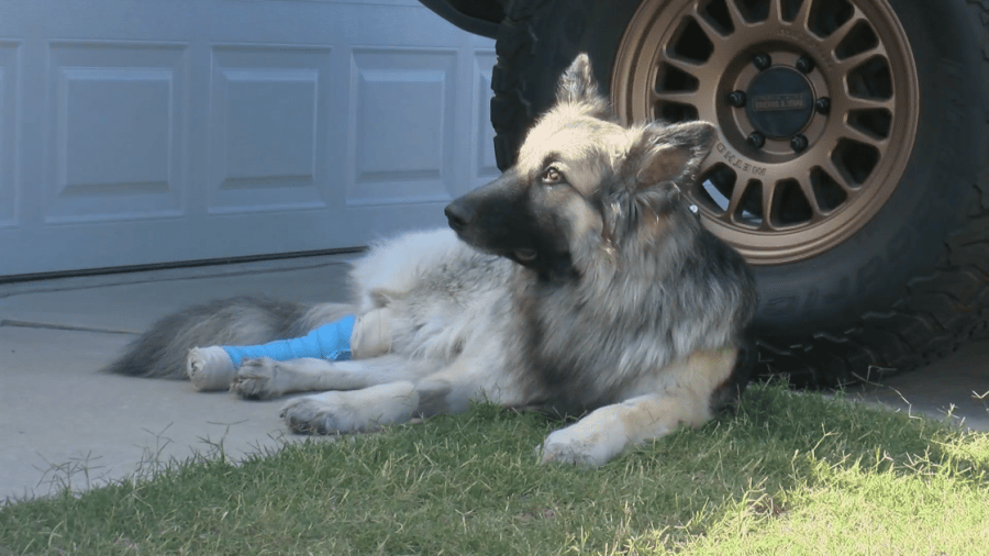 Maumelle man forgives person who shot his dog outside family's home