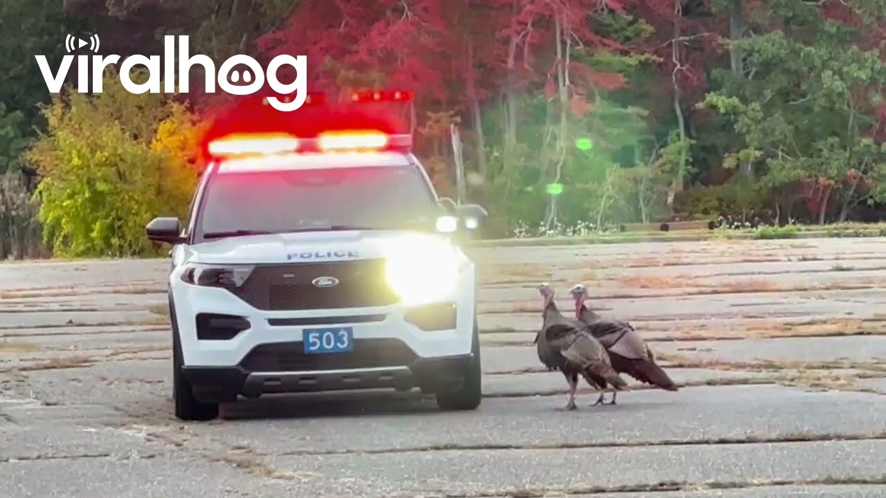 Wild turkeys hilariously chase down a police car