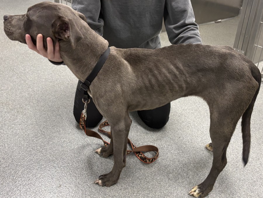 Troy man arrested following animal neglect investigation