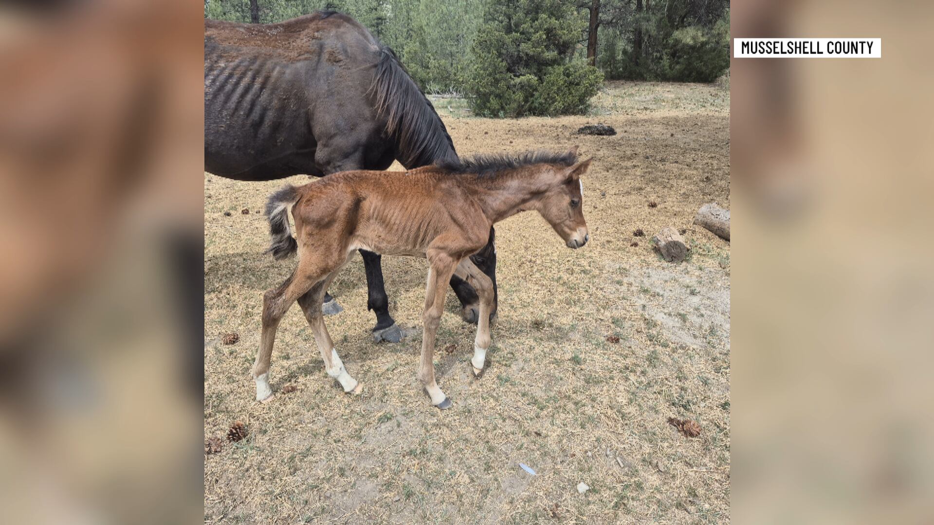 Burnham woman back in court on new Montana animal cruelty charges