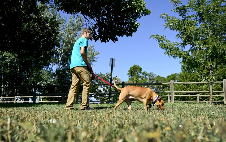 Vet says sniffing walks can tire dogs faster than long treks