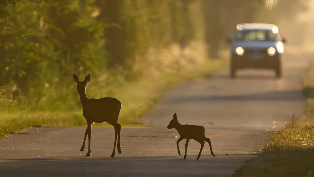 Safe driving tips for deer encounters