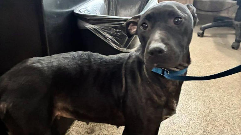 Three dogs dumped near state land in Tuscola County, shelter looking ...