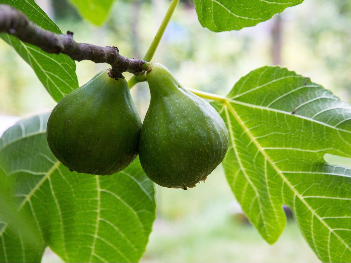 Figuring out your fig trees