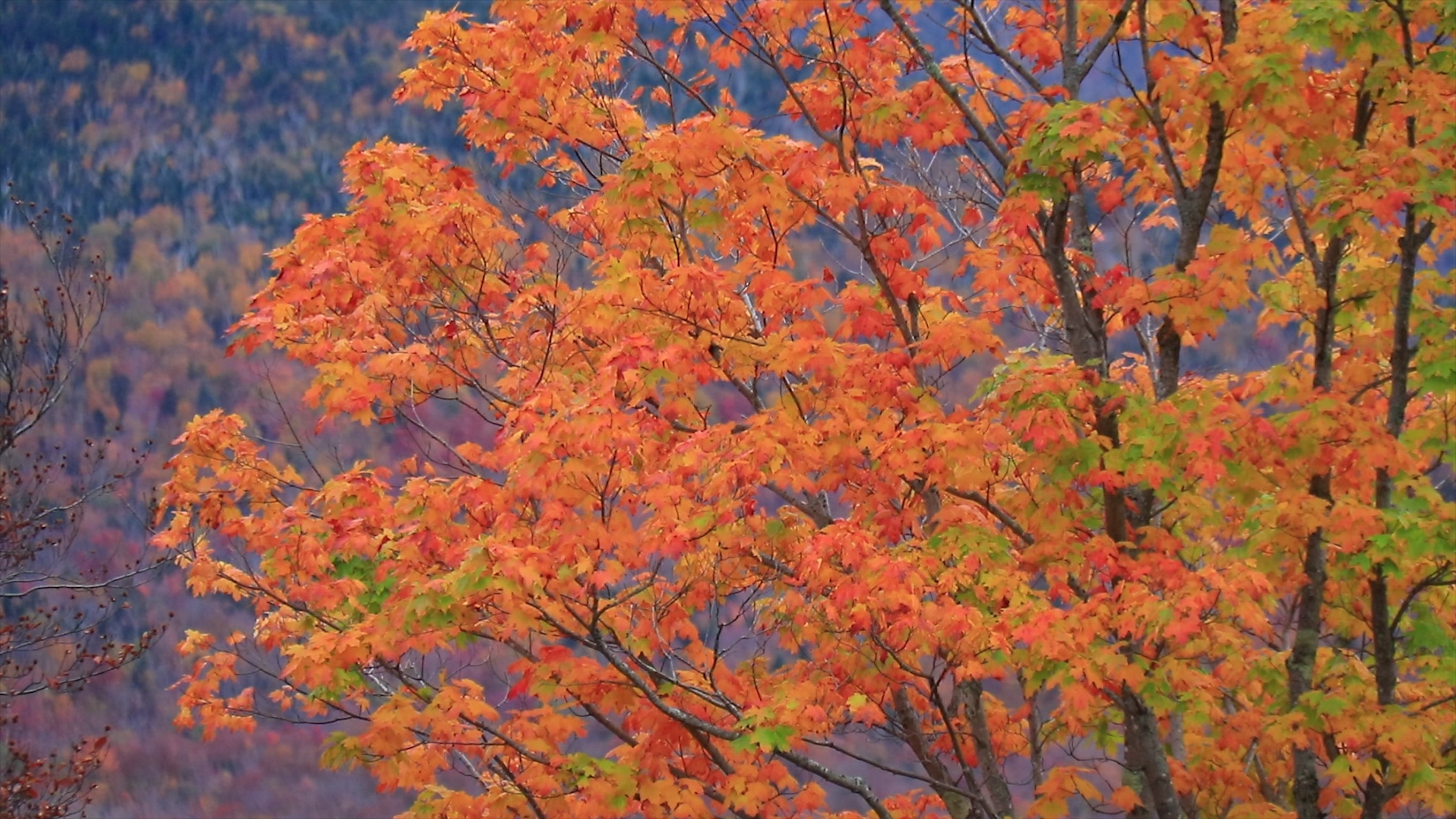 Fall foliage offers clues about tree health, stress
