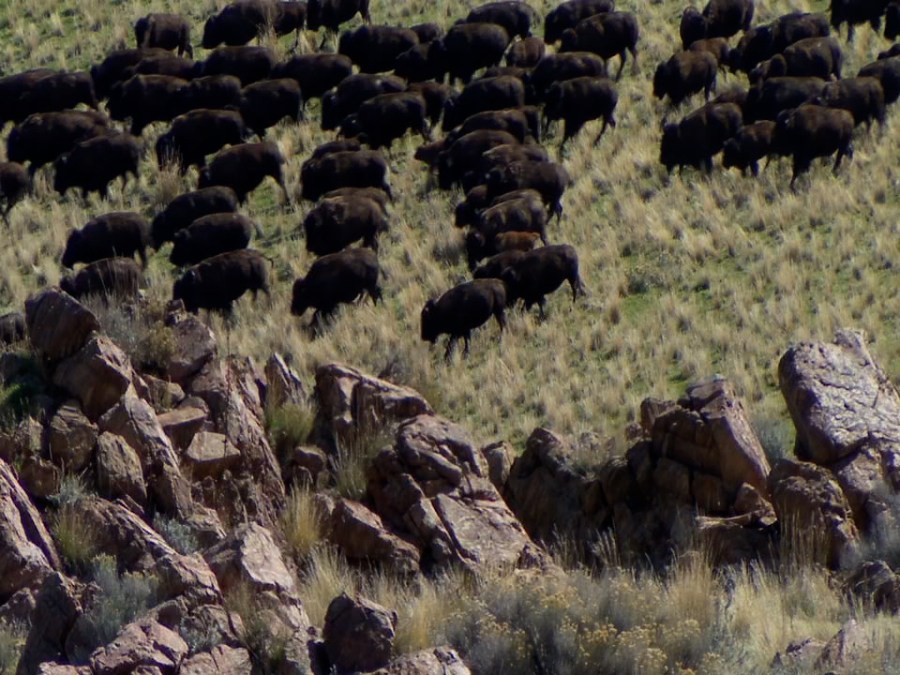 Saddle up: Hundreds ride in Antelope Island State Park's bison roundup