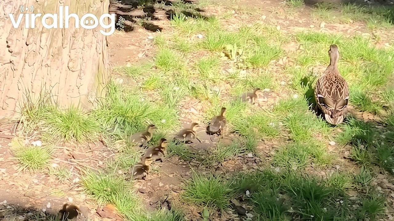 Brave wood ducklings leap from their tree nest