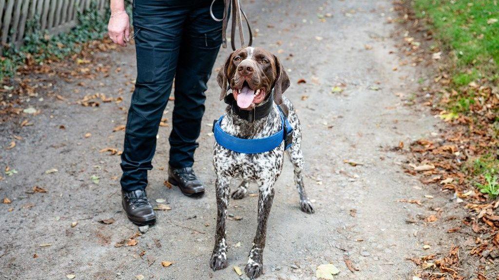 Good boy Gunner helps sniff out weapons in park