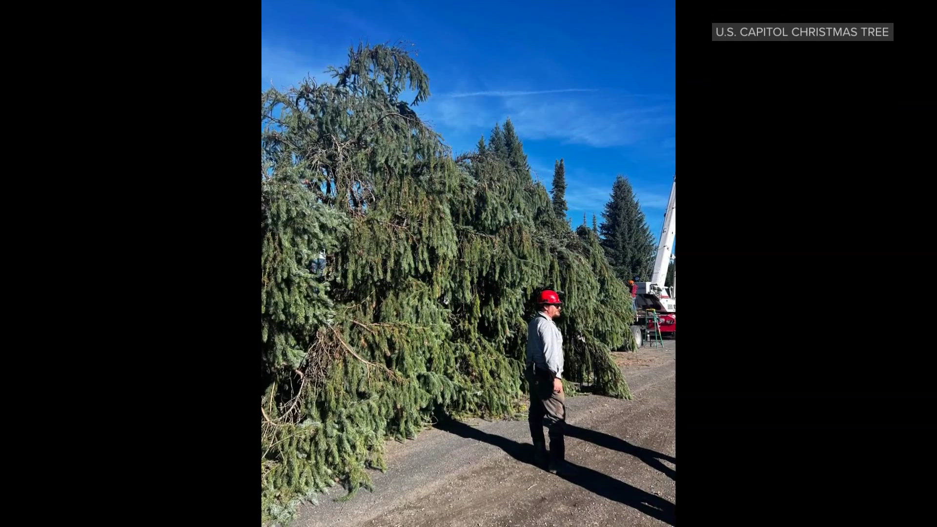 This year's US Capitol Christmas tree was grown in Spokane