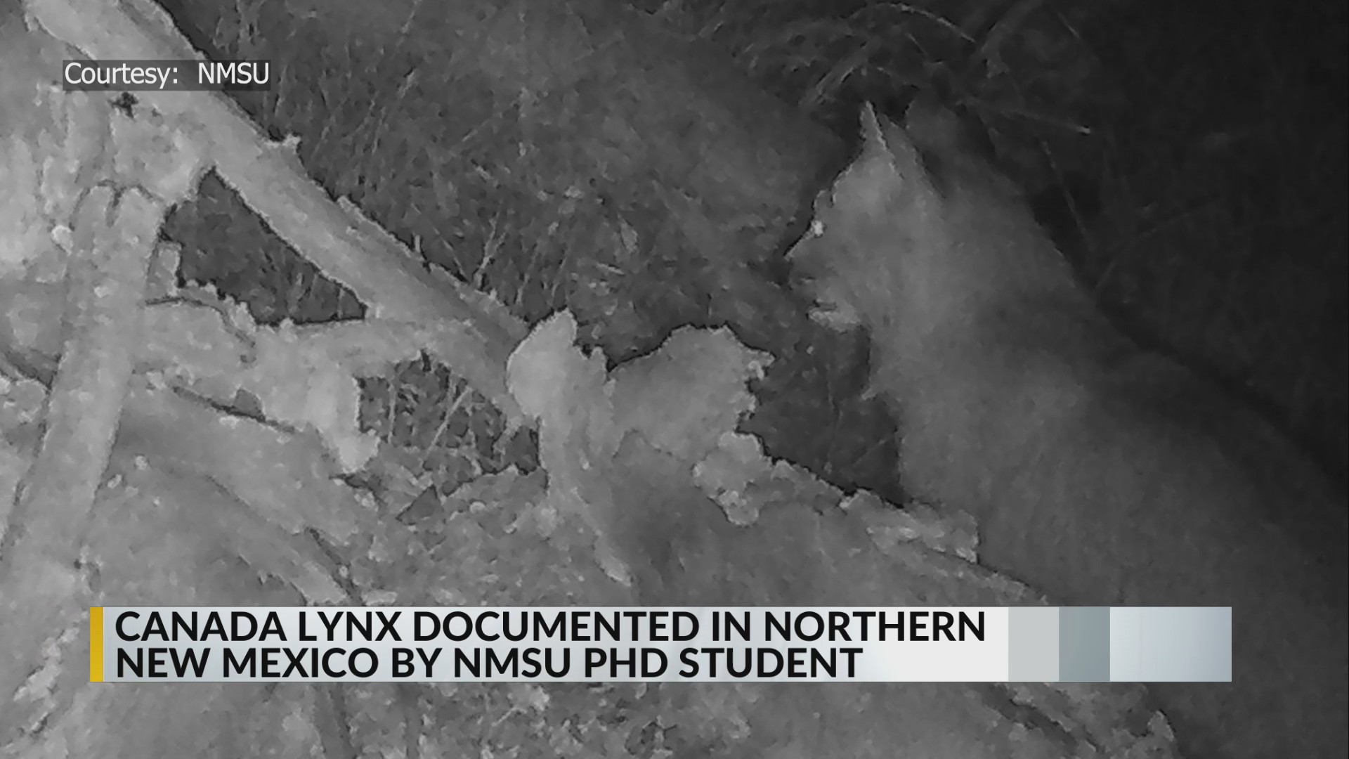 Canada lynx caught on camera in northern New Mexico