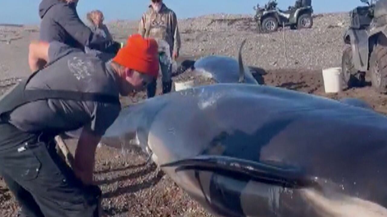 NL residents rescue two whales washed ashore | The Moment