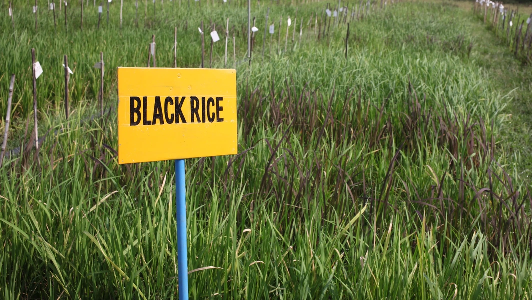 Discover the power of black rice