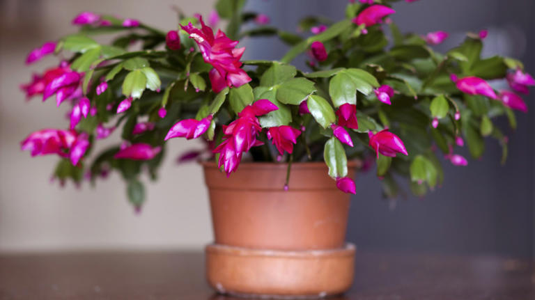 How to get the bloom timing exactly right on your Christmas plant