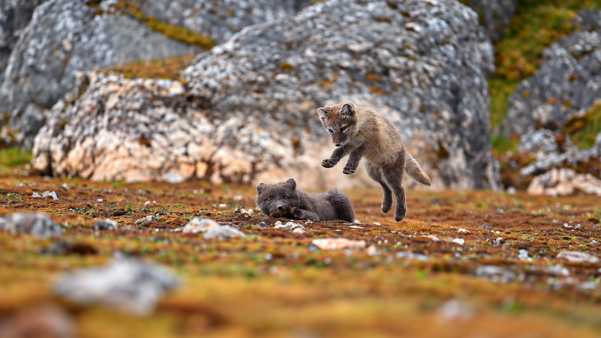 Playful Arctic fox cubs on a remote rocky plain