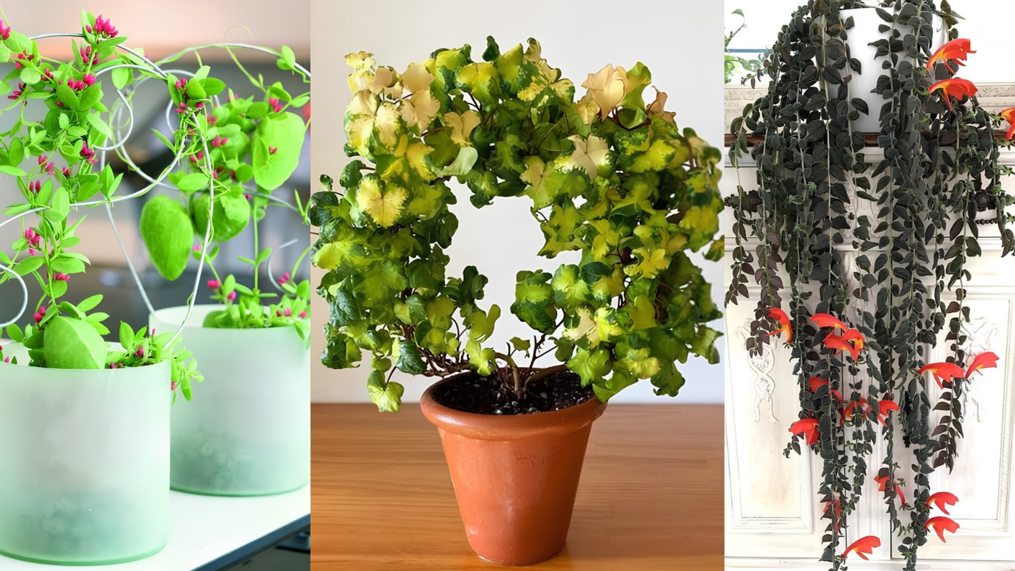 Beautiful indoor plants for creating stunning vertical gardens