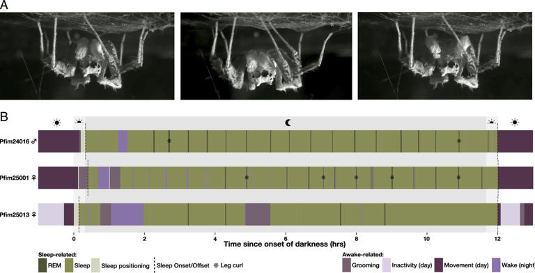 Jumping spiders show REM-like sleep, but do they dream?