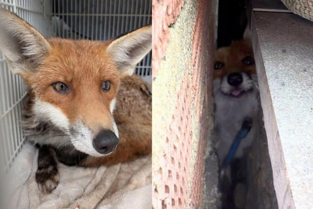 In the UK, a dog sniffed out a fox wedged between two walls, and crews ...