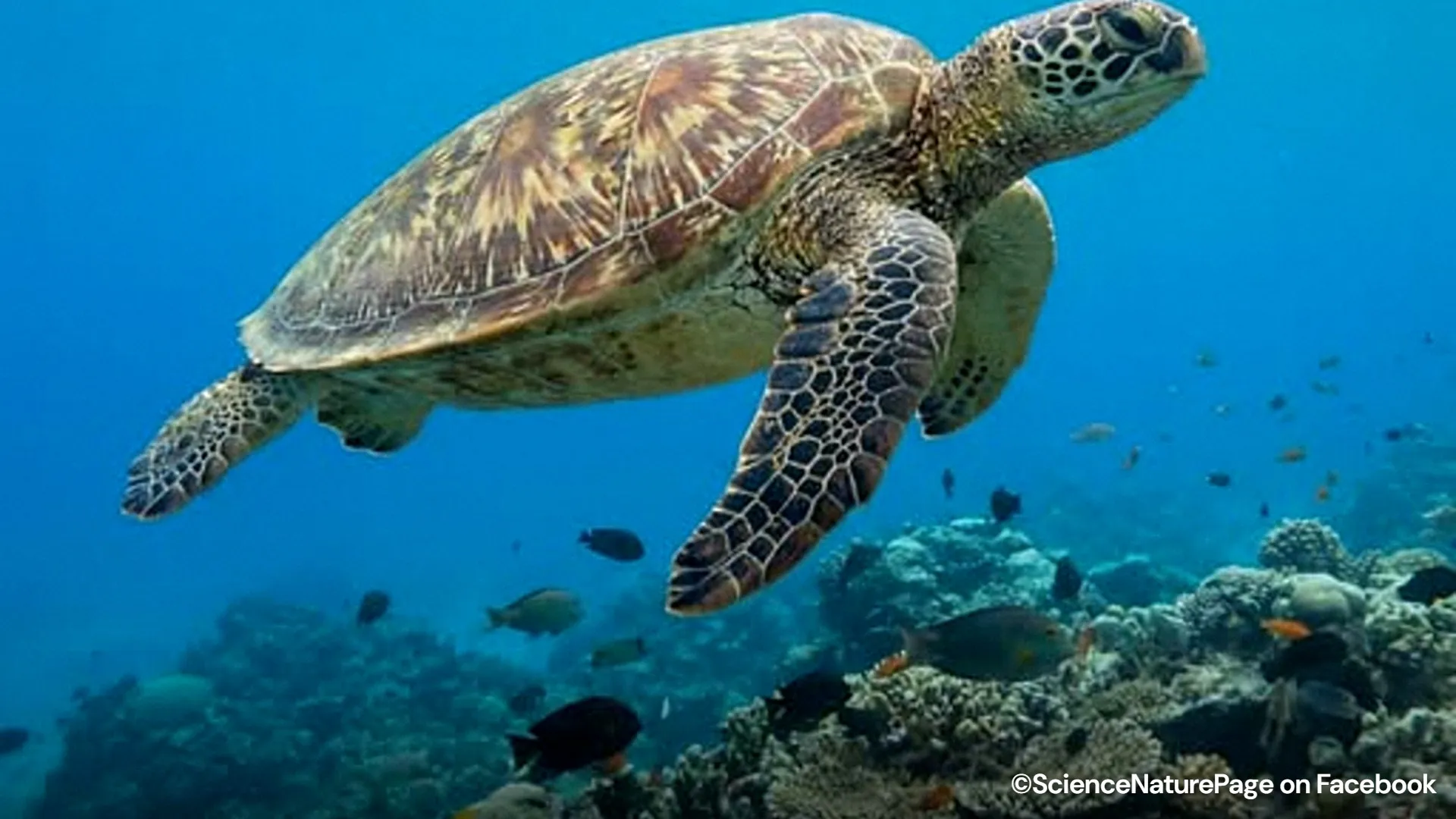 Green sea turtles are back through decades of beach patrols and fishing ...