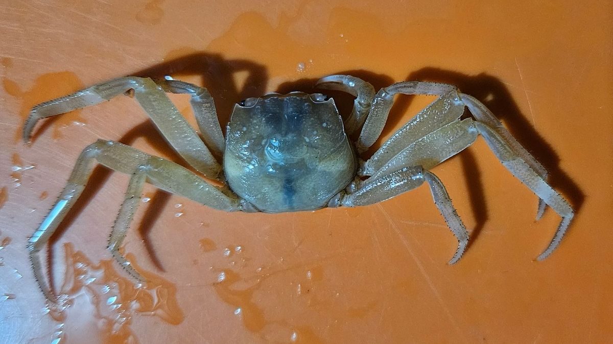 Peneliti UB temukan fauna akuatik di sungai bawah tanah Gunung Sewu