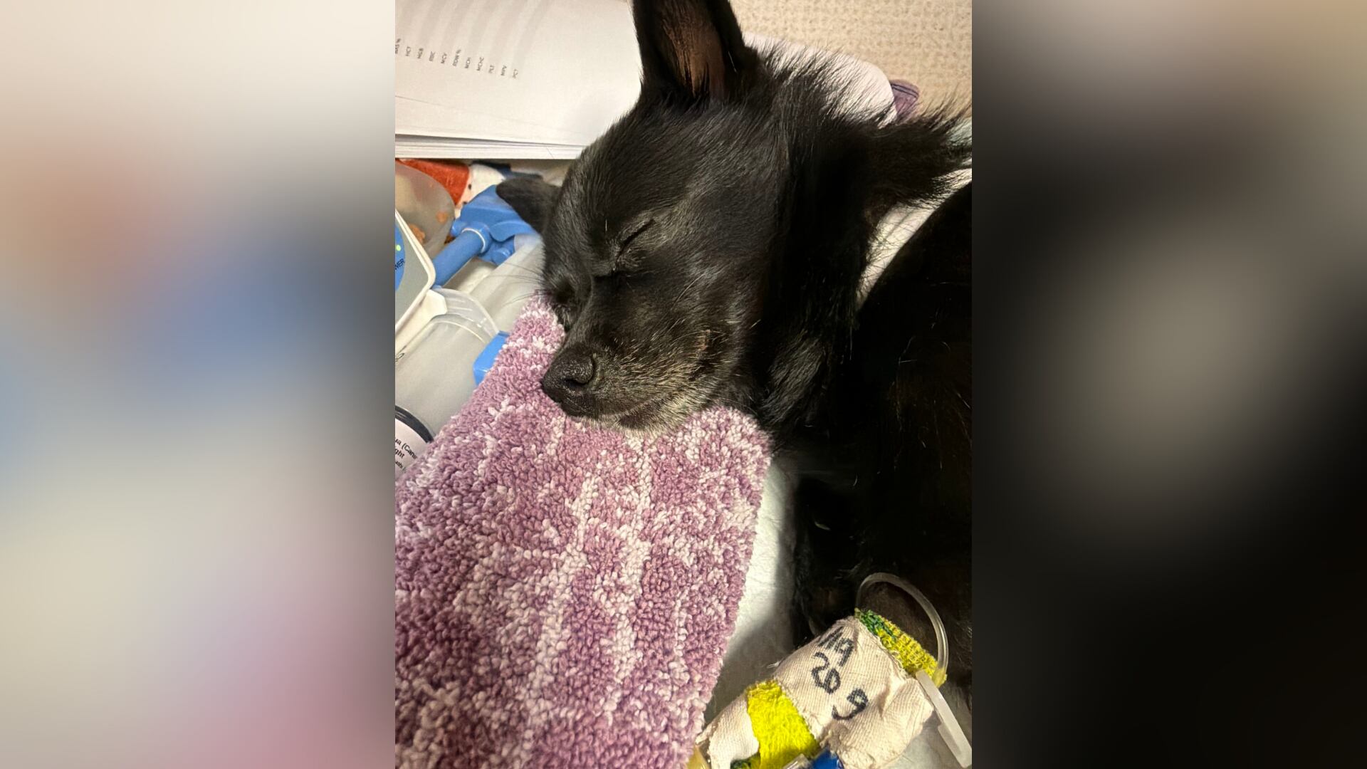 Maui woman demands justice after dog shot, faces $10K vet bill
