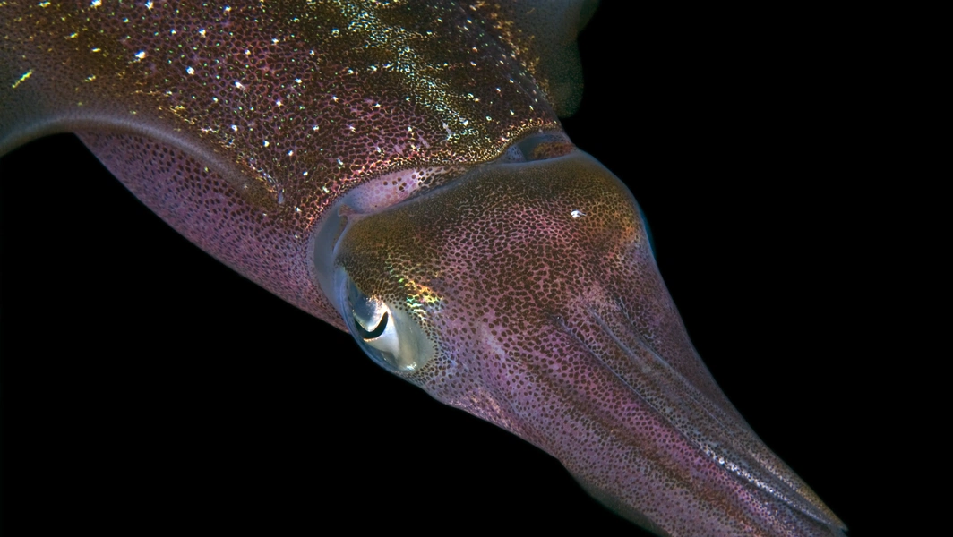 Squids found to recode thousands of proteins via RNA editing