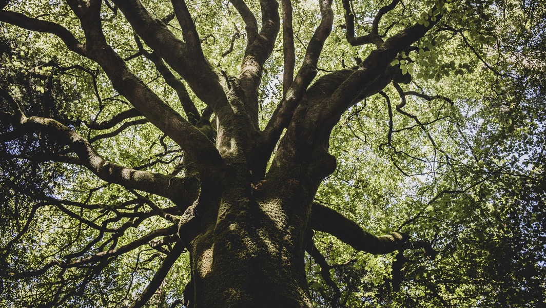 Trees that shape our world and hearts