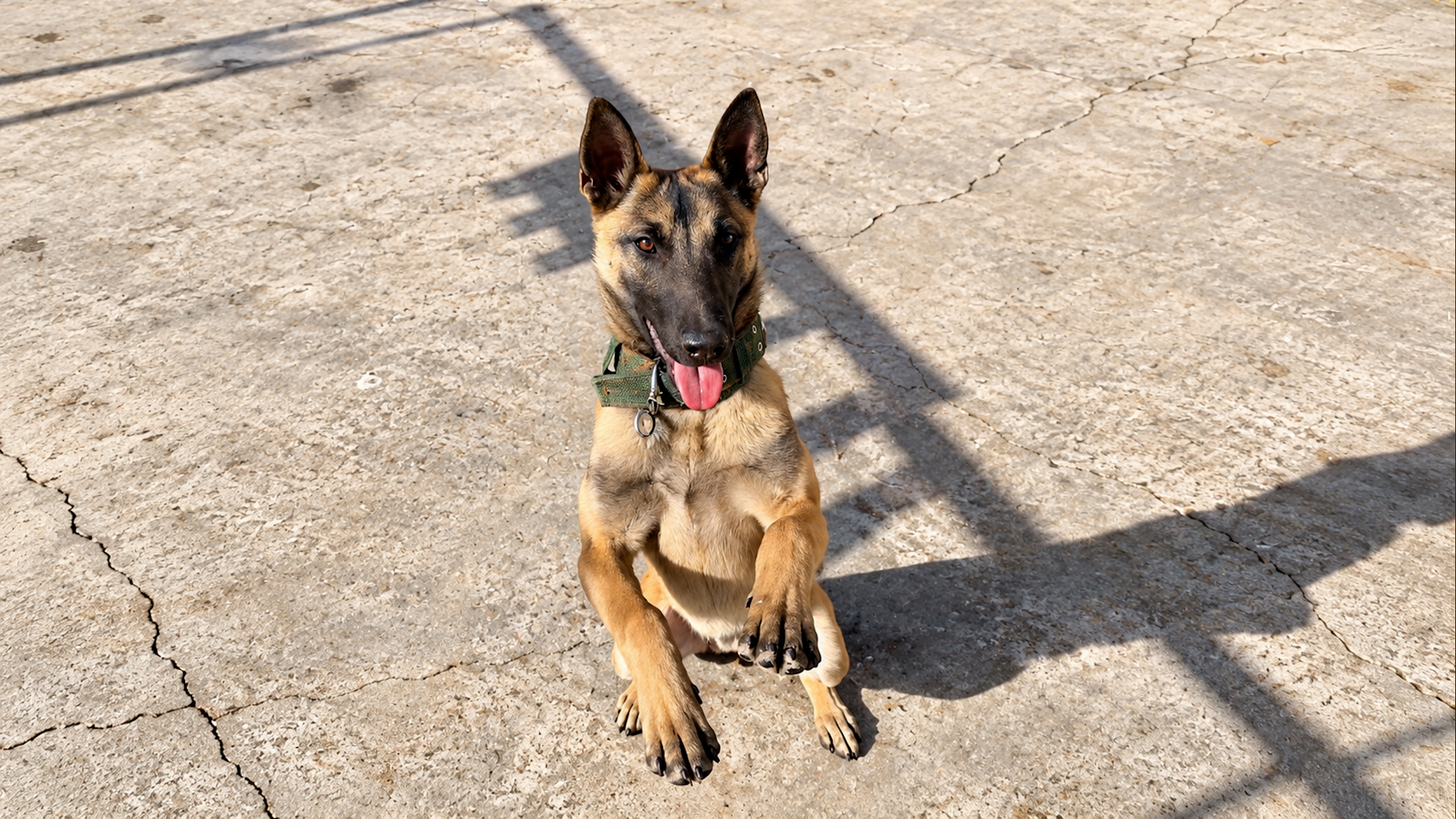 Un perro adorable se pone de pie y presume de su truco más tierno