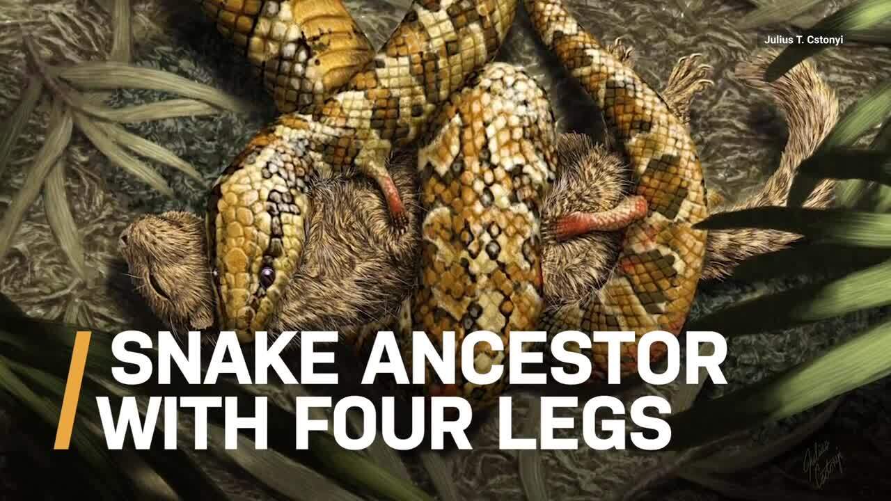 A closer look at Tetrapodophis, the four-legged hugging snake